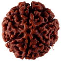 Rudraksha